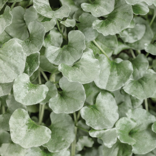 Silver Falls Dichondra