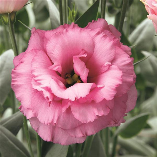 Rose Arena Lisianthus