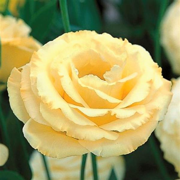 Gold Arena Lisianthus
