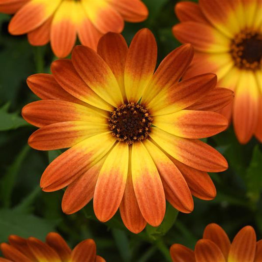 Zion Osteospermum Orange Burst