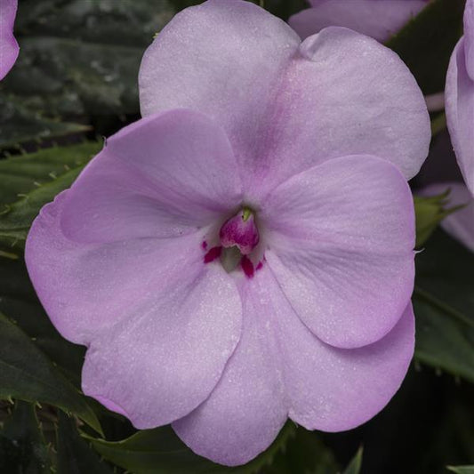 SunPatiens Compact Impatiens Orchid Blush