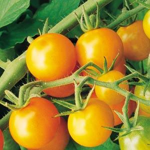 Sungold Tomato