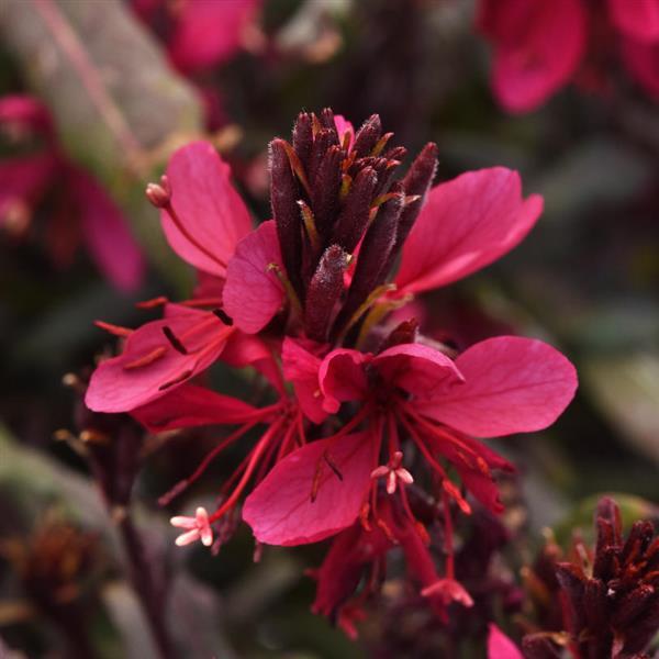 Belleza Dark Pink Gaura