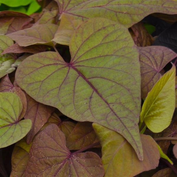 Sweet Georgia Chestnut Heart Sweet Potato Vine