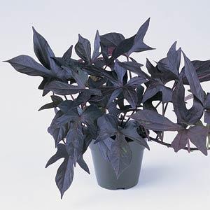 Blackie Sweet Potato Vine