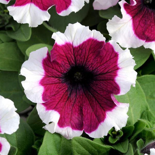 Dreams Petunia Burgundy
