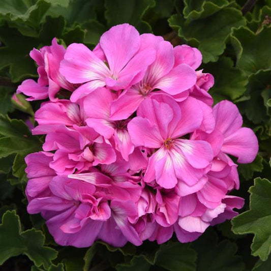 NEW! Shocking Blue Presto Geranium