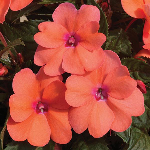 SunPatiens Compact Impatiens Coral Pink