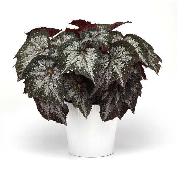 Jurassic Megalo Komodo Rex Begonia