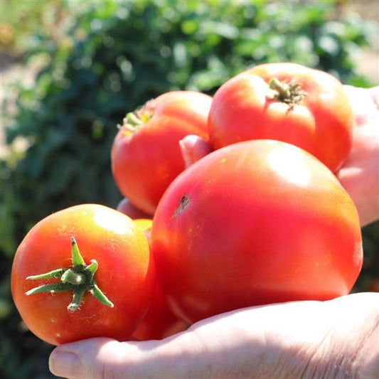 Patio Tomato