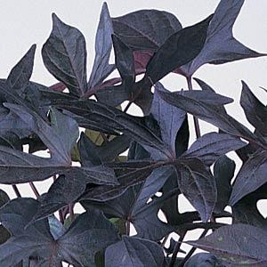 Blackie Sweet Potato Vine