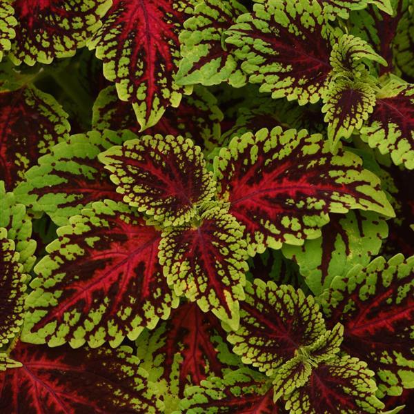 ChargedUp Dragon Heart Coleus