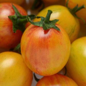 Bumble Bee Sunrise Tomato