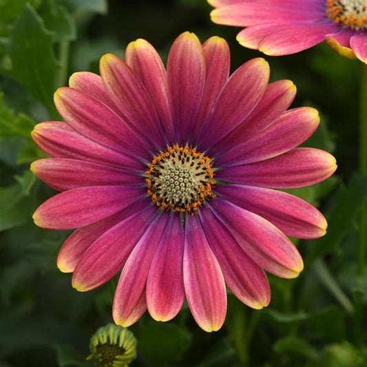 Zion Osteospermum Purple Sun