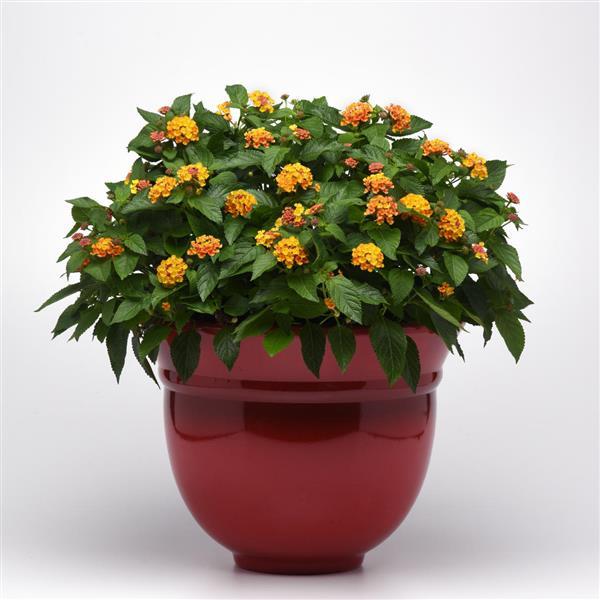 Bloomify Lantana Orange