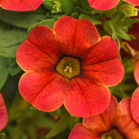 NEW! Cha Cha Calibrachoa Diva Orange