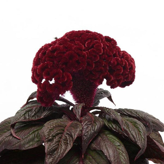 Dracula Celosia