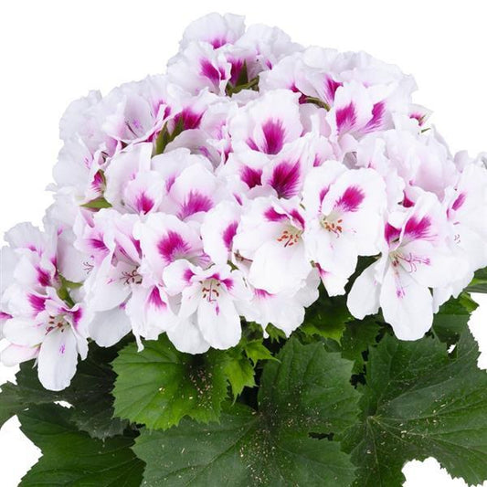 NEW! Belinda Regal Geranium