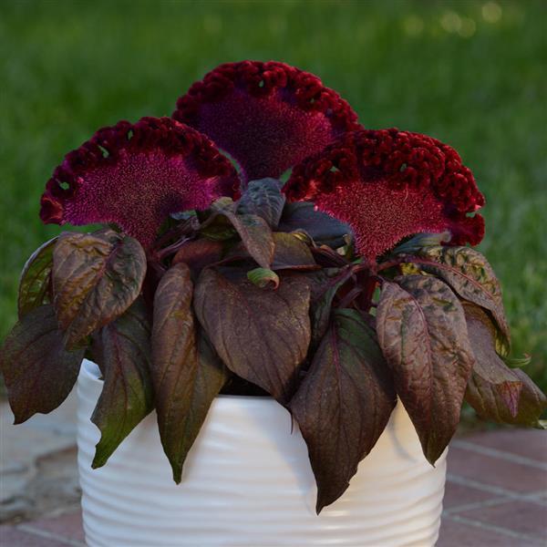 Dracula Celosia
