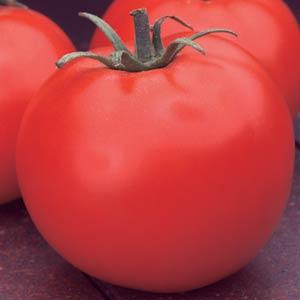 Celebrity Tomato