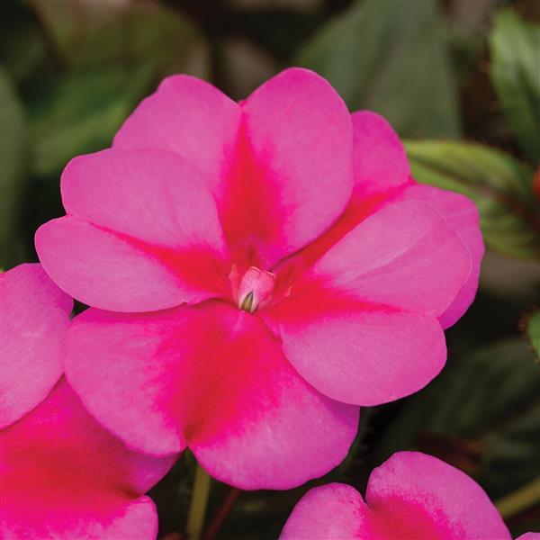 SunPatiens Compact Impatiens Purple Candy