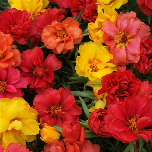 Happy Hour Portulaca Mix