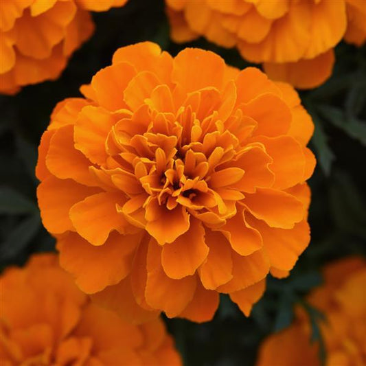 Bonanza French Marigold Orange