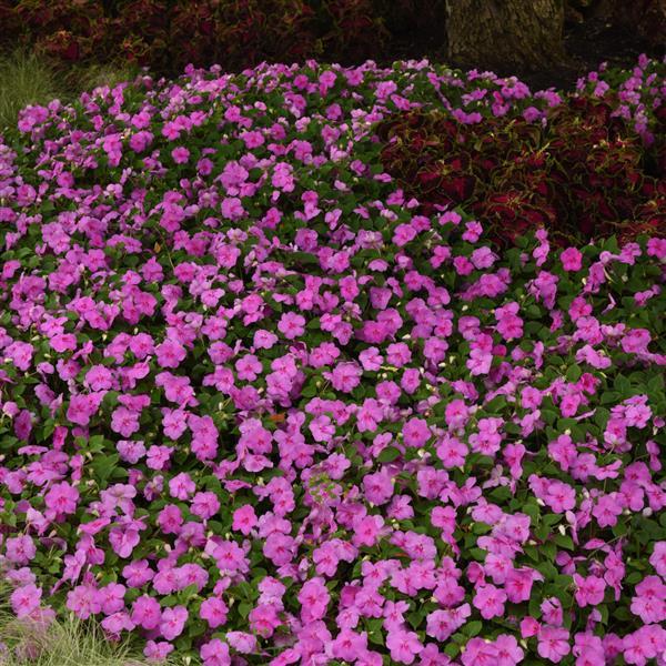 NEW! Beacon Impatiens Blue Pearl