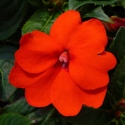 SunPatiens Compact Impatiens Electric Orange