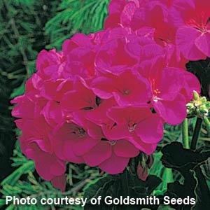 Violet Maverick Geranium