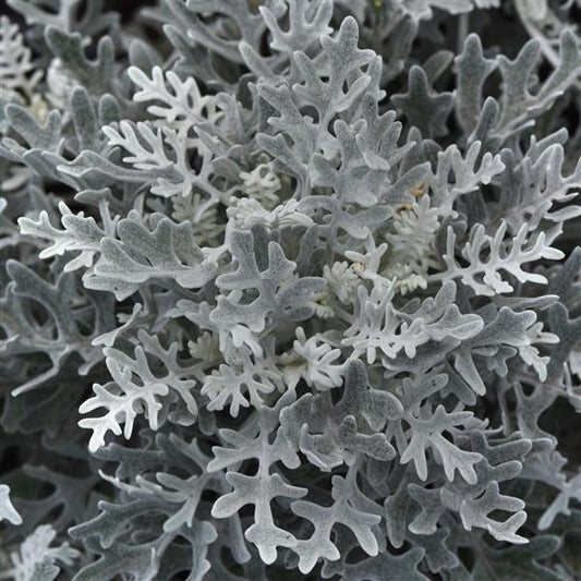 Silverdust Dusty Miller