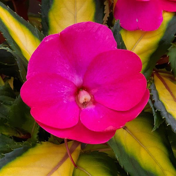SunPatiens Compact Impatiens Tropical Rose