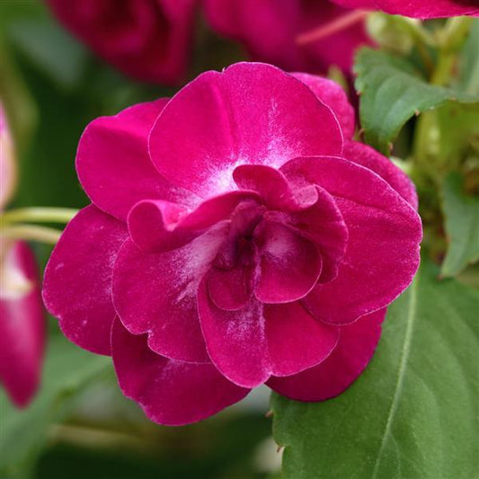 NEW! Glimmer Double Impatiens Purple Stardust