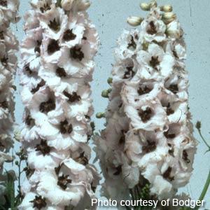 Magic Fountains White Dark Bee Delphinium