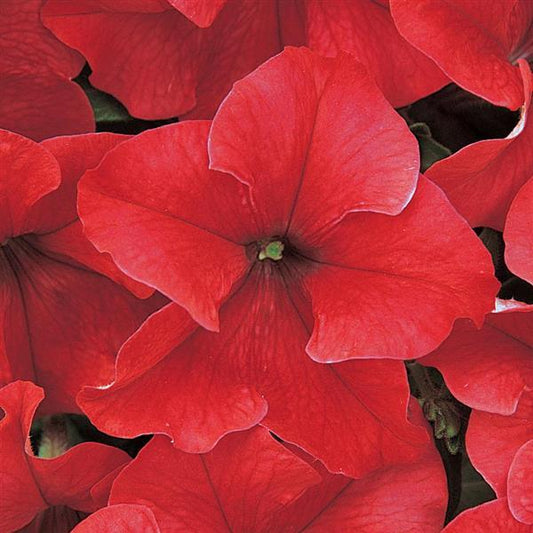 Dreams Petunia Red