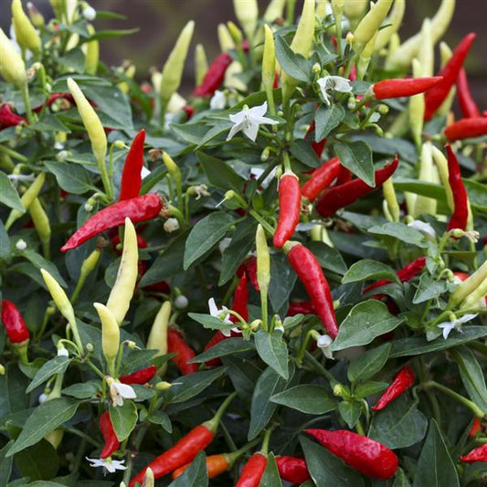 Basket of Fire Pepper