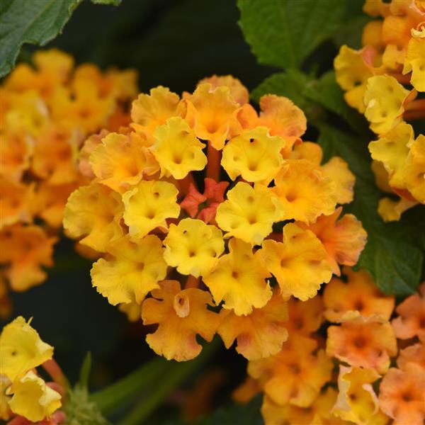 Bloomify Lantana Orange