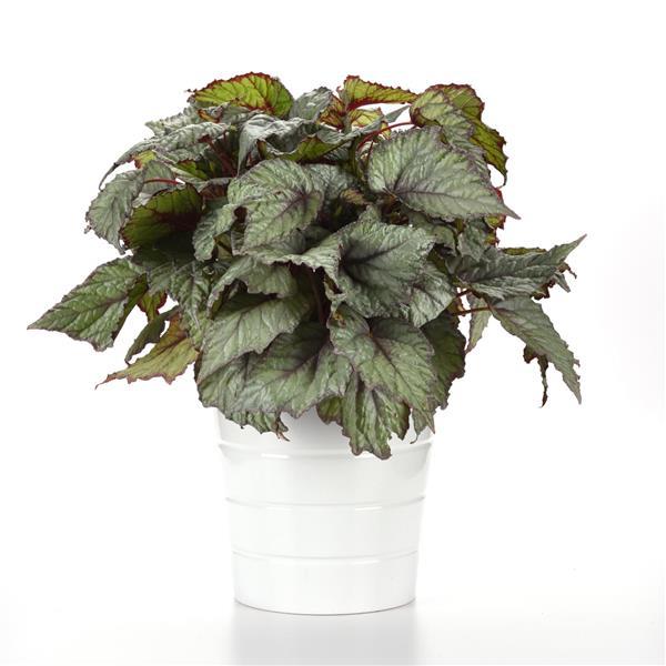 Jurassic Snowfall Rex Begonia