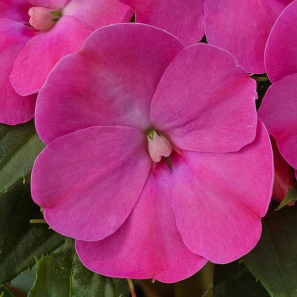 SunPatiens Compact Impatiens Lilac