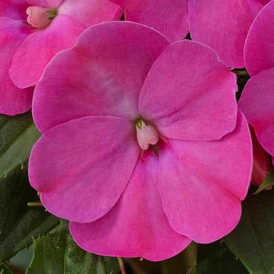 SunPatiens Compact Impatiens Lilac
