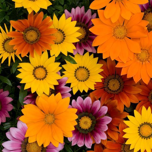 Gazania New Day Mix