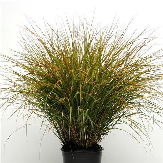 Sirocco ColorGrass