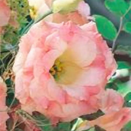 Champagne Arena Lisianthus