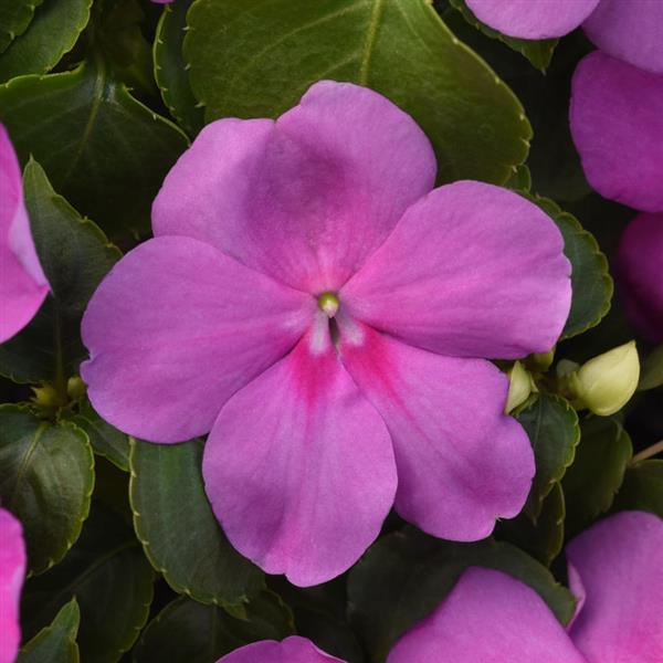 NEW! Beacon Impatiens Blue Pearl