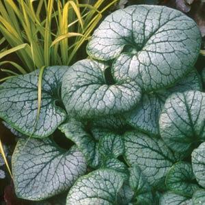 Jack Frost Brunnera