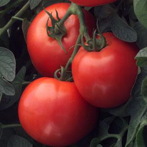 Bush Early Girl Tomato