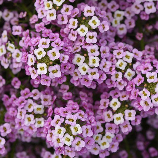 Easy Breezy Lobularia Pink