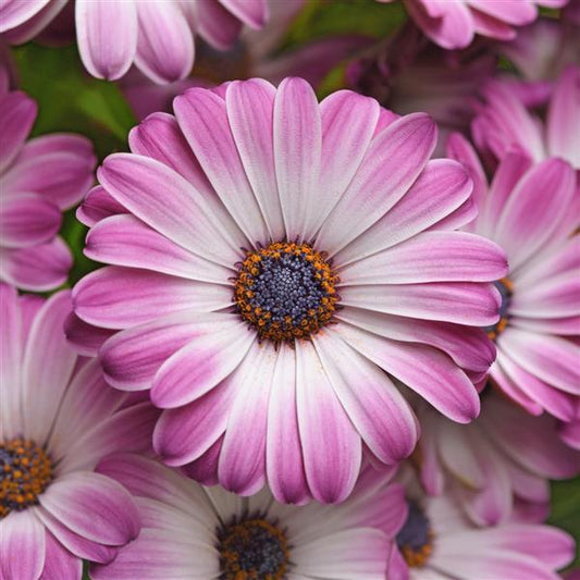 Serenity Osteospermum Pink Party - NEW!!