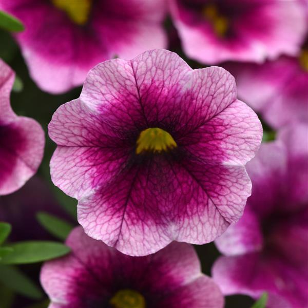 NEW! MiniFamous Neo Calibrachoa Rose Flash