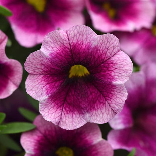 NEW! MiniFamous Neo Calibrachoa Rose Flash